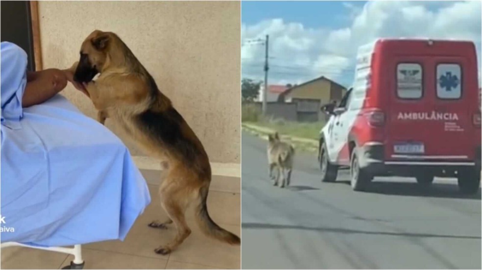 Cachorro com tutor em hospital e seguindo ambulância