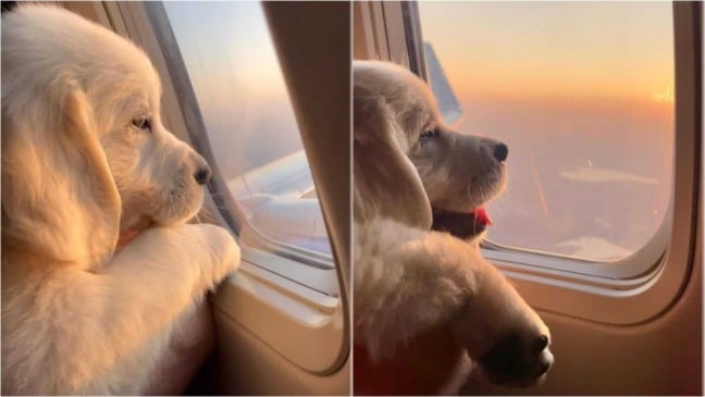 Cachorro observando pela janela de avião Cachorro observando pela janela de avião