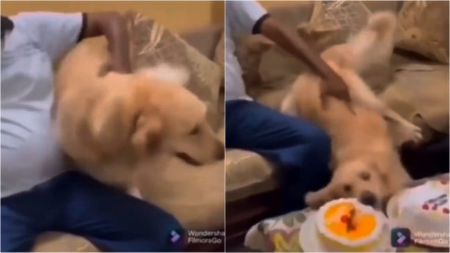Cachorro rouba pedaço de bolo