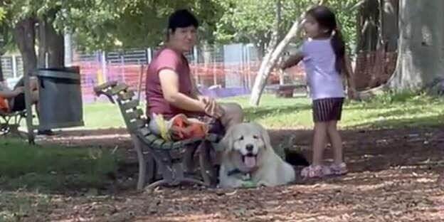 Cachorro deitado debaixo do banco em parque