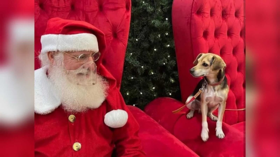 Papai Noel e cachorro em poltrona vermelha