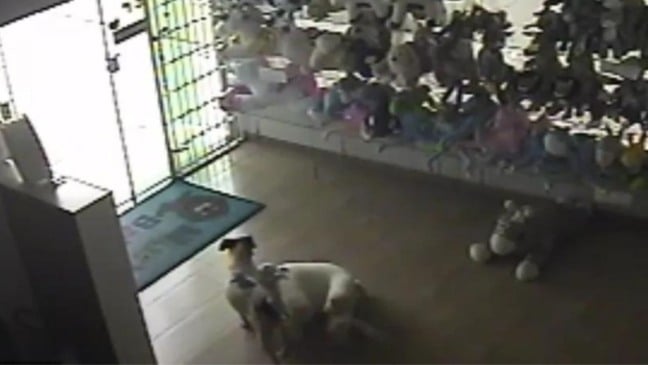 (Foto: Reprodução/câmeras de segurança)