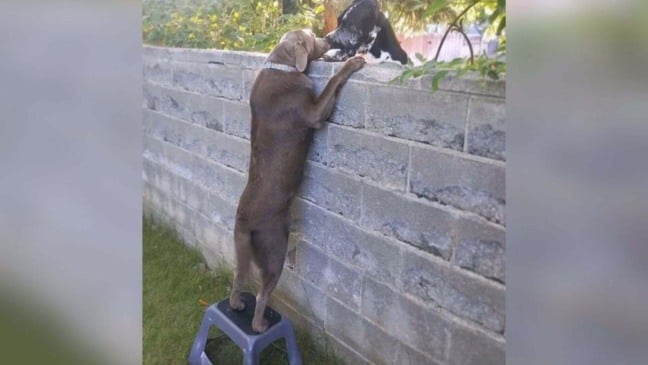 (Foto: ROBERT CARNES)