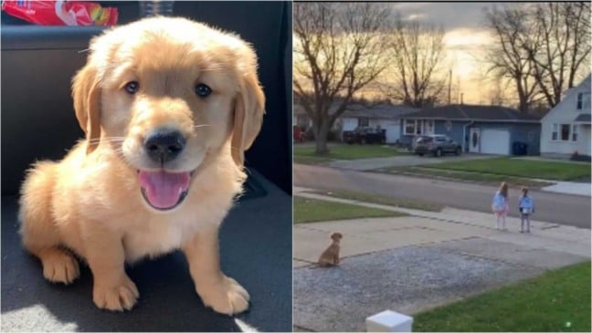 Cachorro em calçada com duas meninas