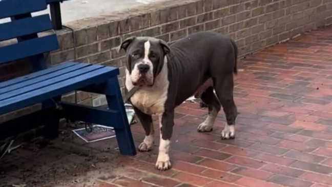 Foto: Austin Humane Society