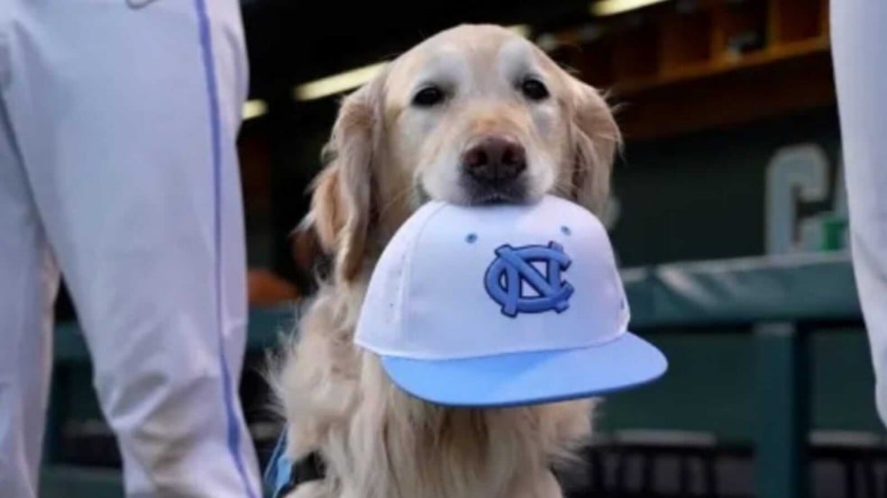 Cachorro golden retriever com boné na boca