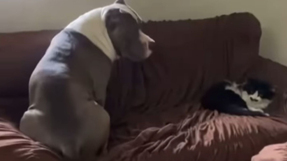 Cachorro com medo de gato no sofá