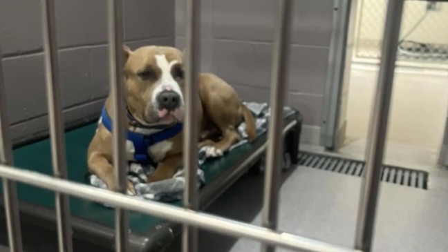 Foto: Reprodução/Facebook/Dan Cosgrove Animal Shelter/The Dodo