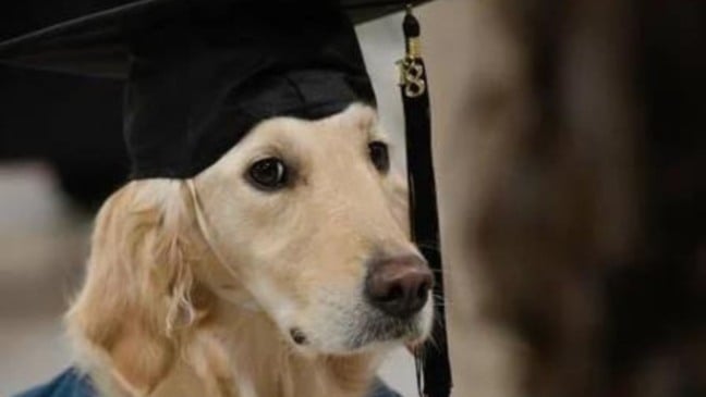 (Foto: Reprodução/portaldoanimal)