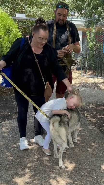 Cachorro husky adotado de abrigo