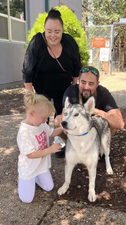 Cachorro husky adotado de abrigo