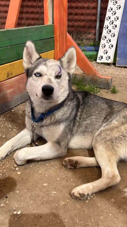 Cachorro husky adotado de abrigo