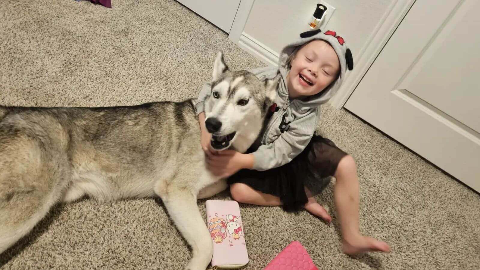 Cachorro husky adotado de abrigo