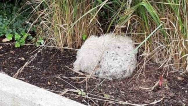 Cachorro abandonado em calçada