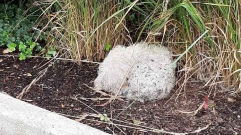Cachorro abandonado em calçada