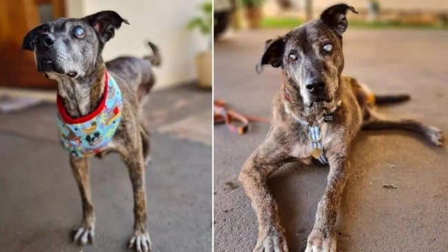 Montagem com duas fotos de cachorro cego