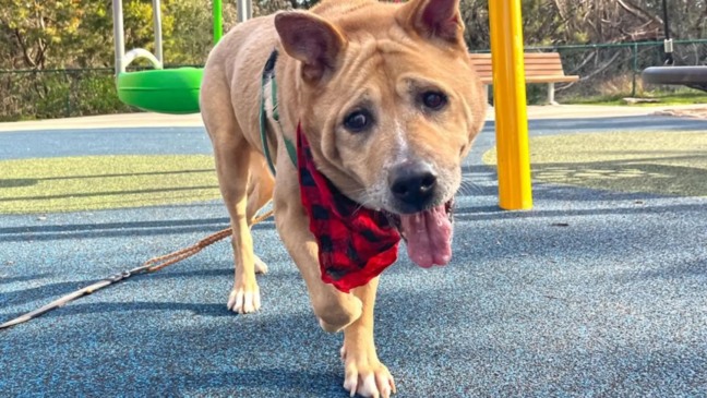 Foto: Reprodução/Austin Pets Alive!