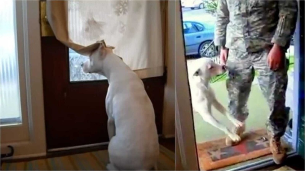 Cachorro reencontrando tutor