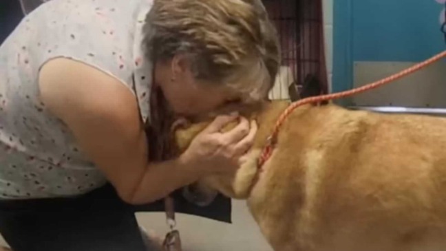 Tutora se reencontra com cachorro desaparecido