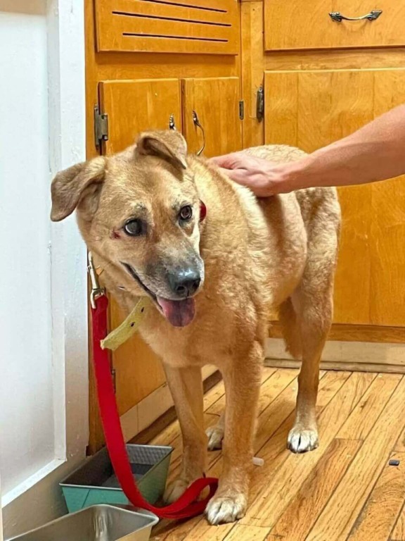 Cachorro desaparecido