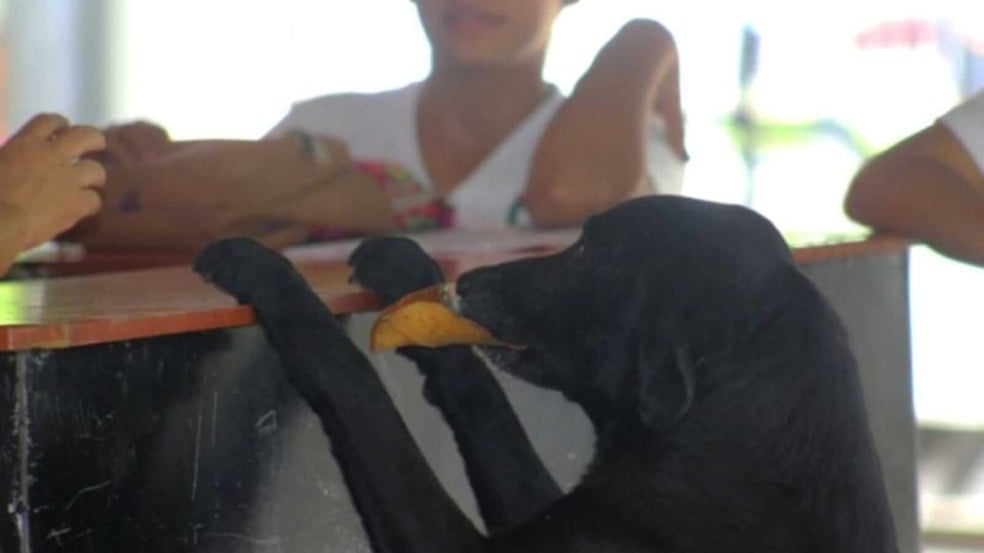 Cachorro com folha na boca