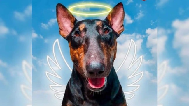 Montagem de cachorro como anjo
