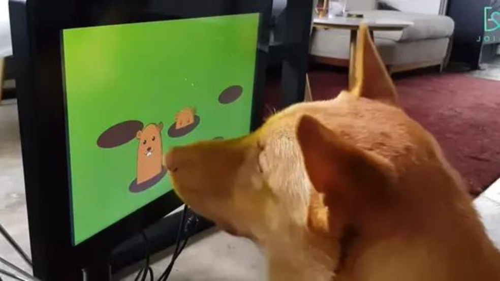 (Foto: Reprodução/YouTube Joipaw)