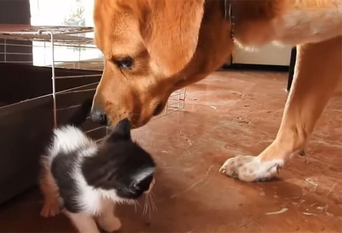 Cachorro com filhotes de gato