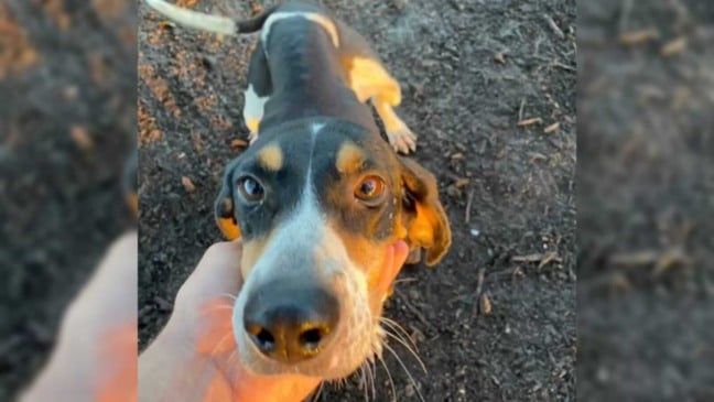 Homem fazendo carinho em cachorro