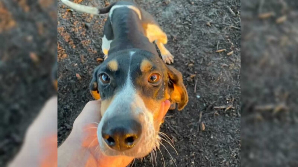 Homem fazendo carinho em cachorro