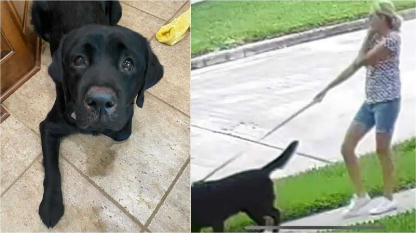 Cachorro labrador preto e mulher caminhando com cachorro