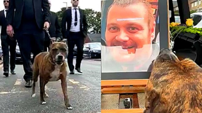 Cachorro lidera cortejo fúnebre do seu tutor que morreu; VÍDEO