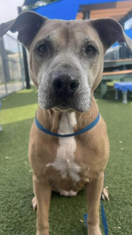 Cachorro pit bull em abrigo