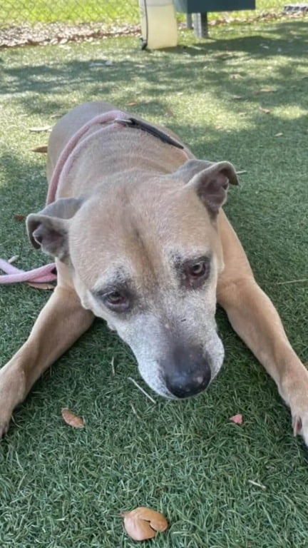 Cachorro pit bull em abrigo