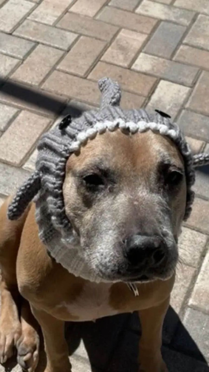 Cachorro pit bull em abrigo