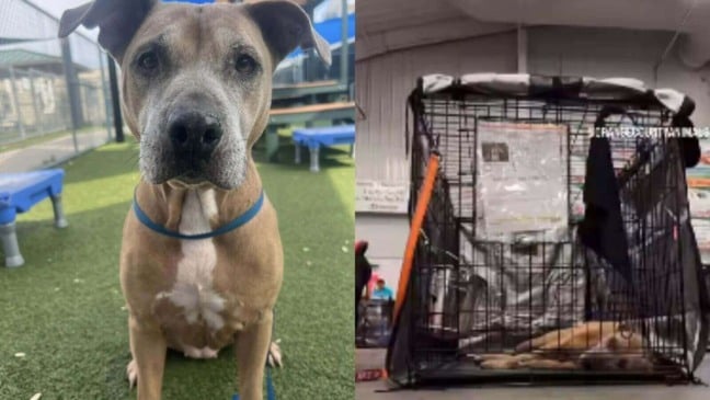 Cachorro pit bull em abrigo