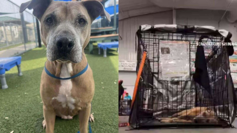 Cachorro pit bull em abrigo