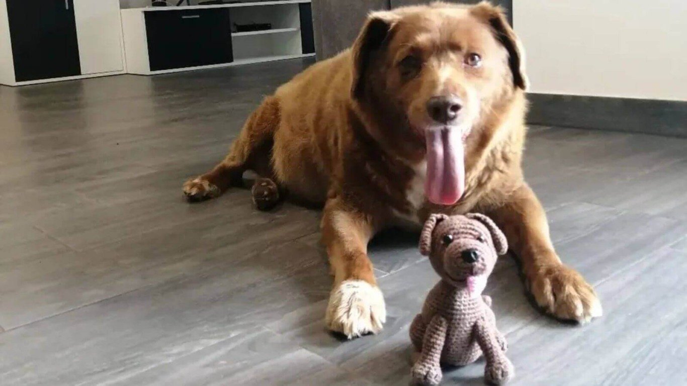 Cachorro mais velho do mundo