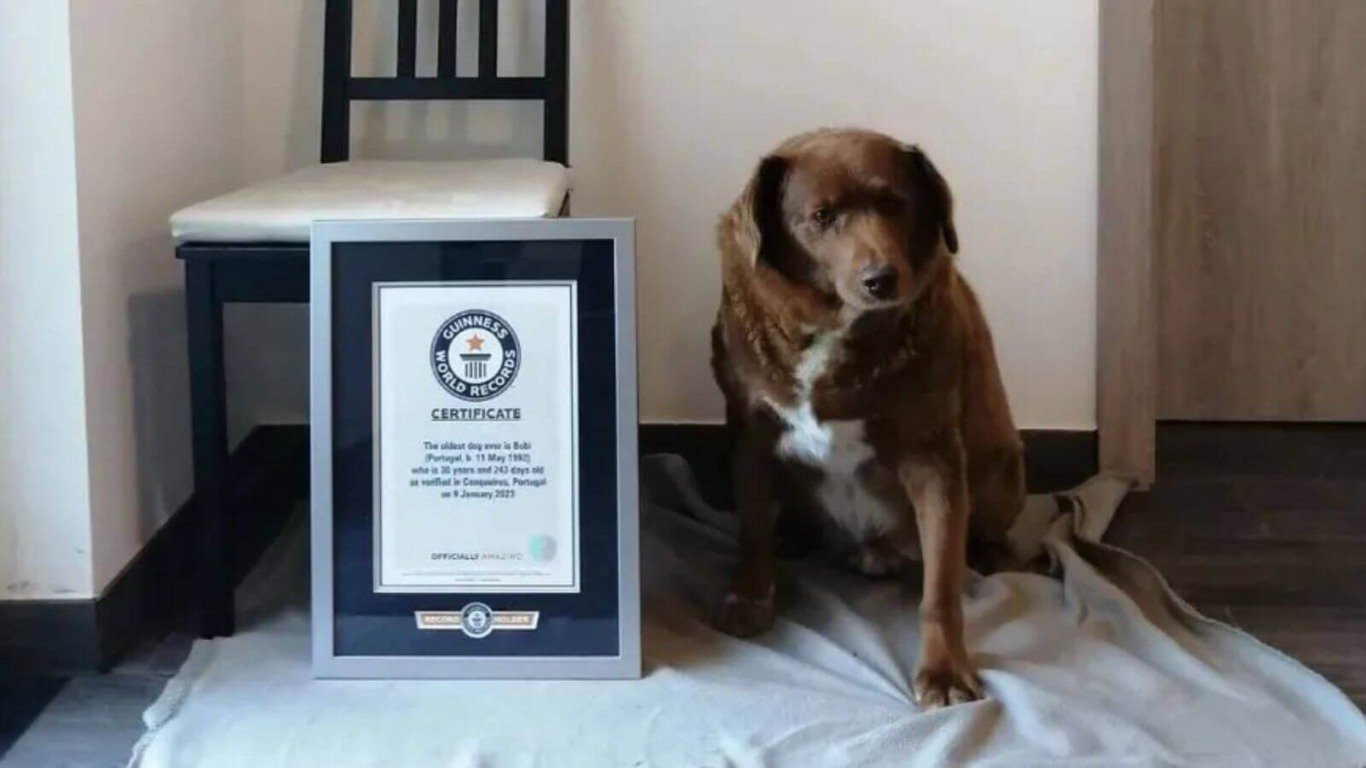 Cachorro mais velho do mundo