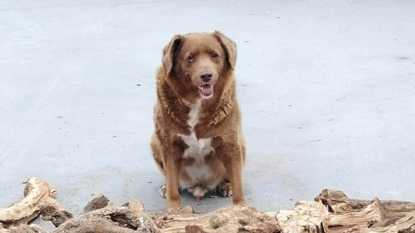 Cachorro mais velho do mundo