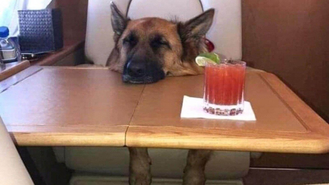 Cachorro pastor-alemão