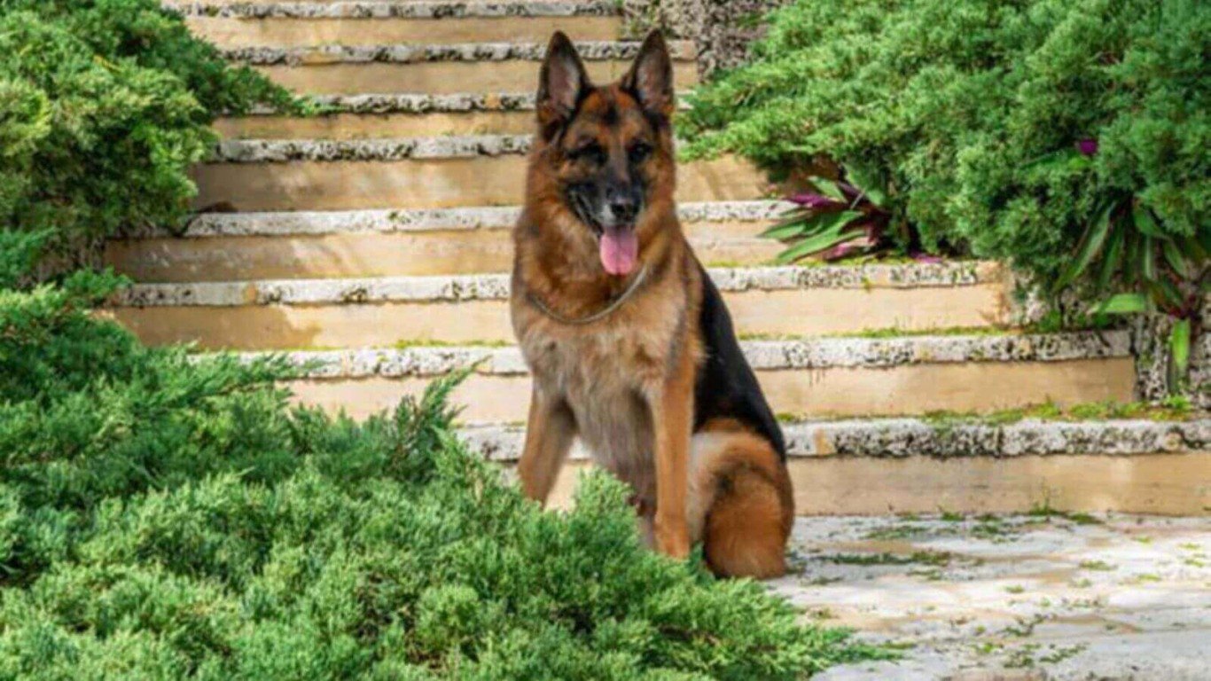 Cachorro pastor-alemão