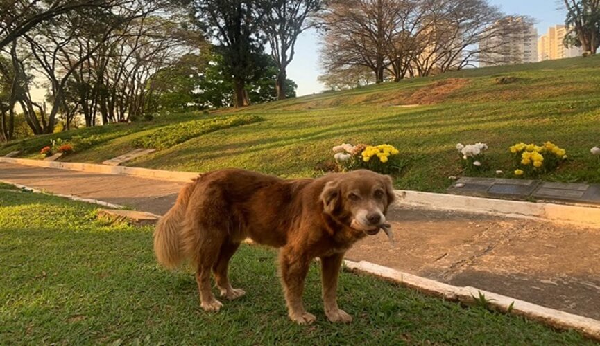 Cachorro mora em cemitério