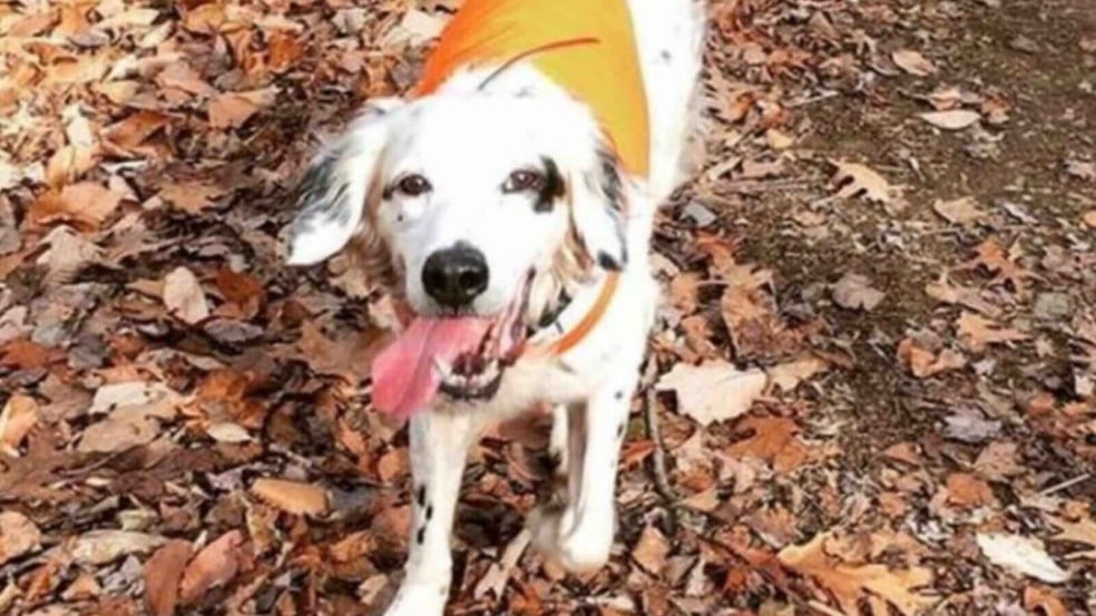 Cachorro com colete laranja