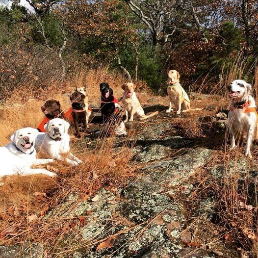 Oito cães em montanha
