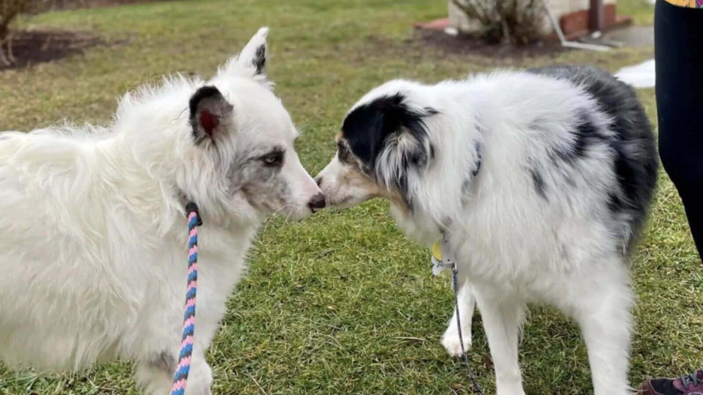 Cachorro 'morto' abandonado em caixa da Amazon se revela um verdadeiro amor
