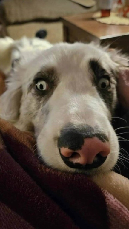 Cachorro 'morto' abandonado em caixa da Amazon se revela um verdadeiro amor