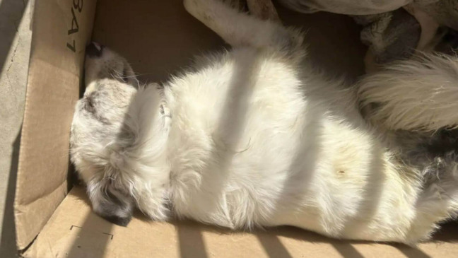 Cachorro 'morto' abandonado em caixa da Amazon se revela um verdadeiro amor