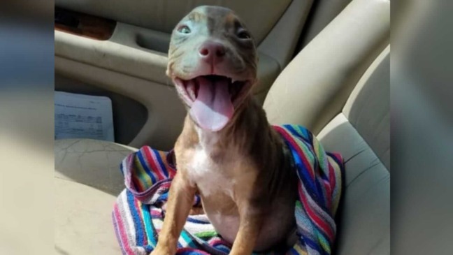 Cachorro sorrindo em banco de carro
