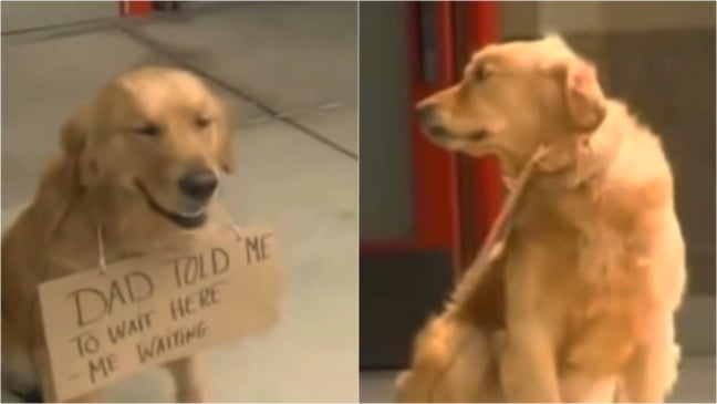 Cachorro golden retriever com placa